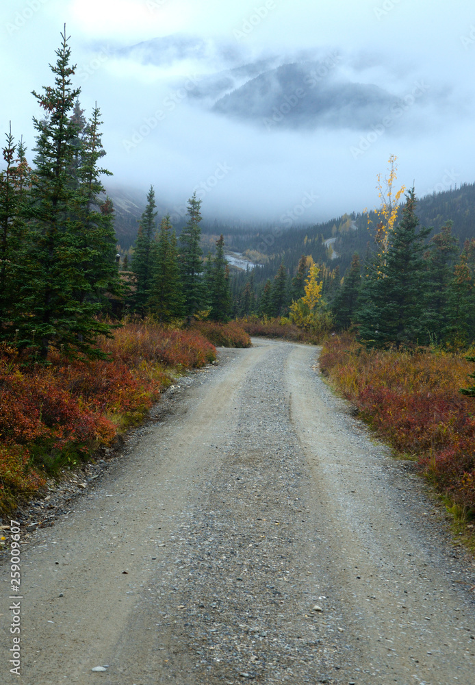 A small narrow road surrounded with fall colors in Denal National Park.