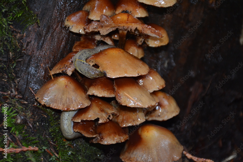 slug eating mushrooms in the forest slug eating mushrooms in the forest