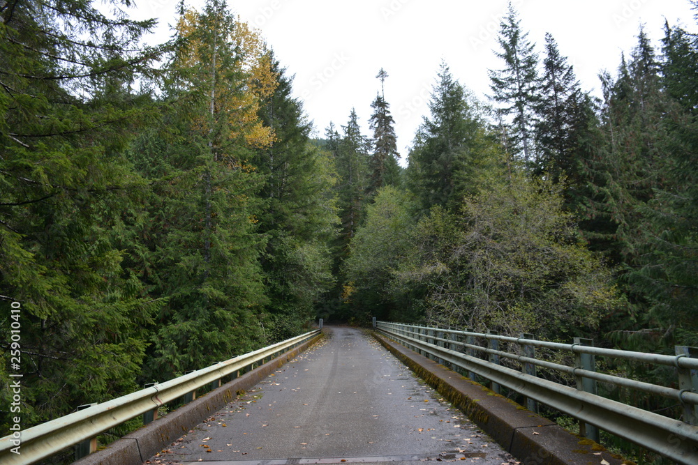 Obraz premium bridge in the forest