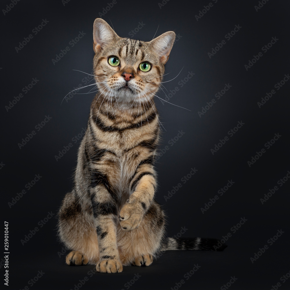 Cute and excellent brown tabby American Shorthair cat sitting facing front. Looking straight in camera with green yellow eyes. One paw up like shaking hands. Isolated on black background.