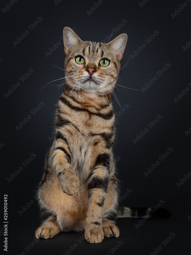 Cute and excellent brown tabby American Shorthair cat sitting facing front. Looking straight in camera with green yellow eyes. One paw up like shaking hands. Isolated on black background.