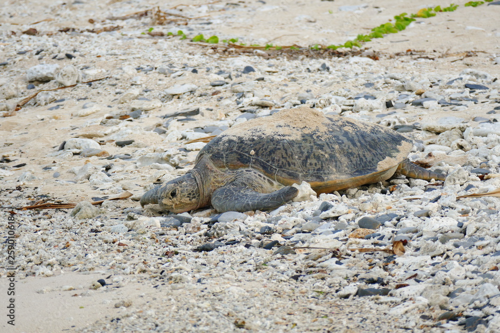Sea turtle on its way from a sand hole into the sea, Zamami, Okinawa, Japan Sea turtle on its way from a sand hole into the sea, Zamami, Okinawa, Japan