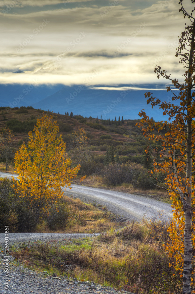A small narrow road surrounded with fall colors in Denal National Park. A small narrow road surrounded with fall colors in Denal National Park.
