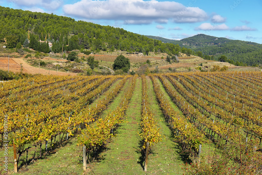 Landscape with autumn vineyards and farms