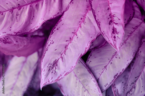 Violet leaf. Tropical plants. Nature background.