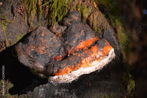 Mushroom on Stump
