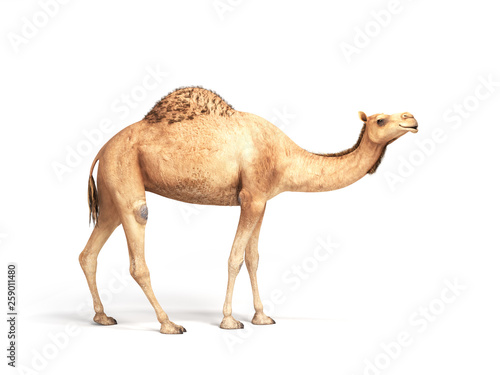 camel stands on white background 3d render