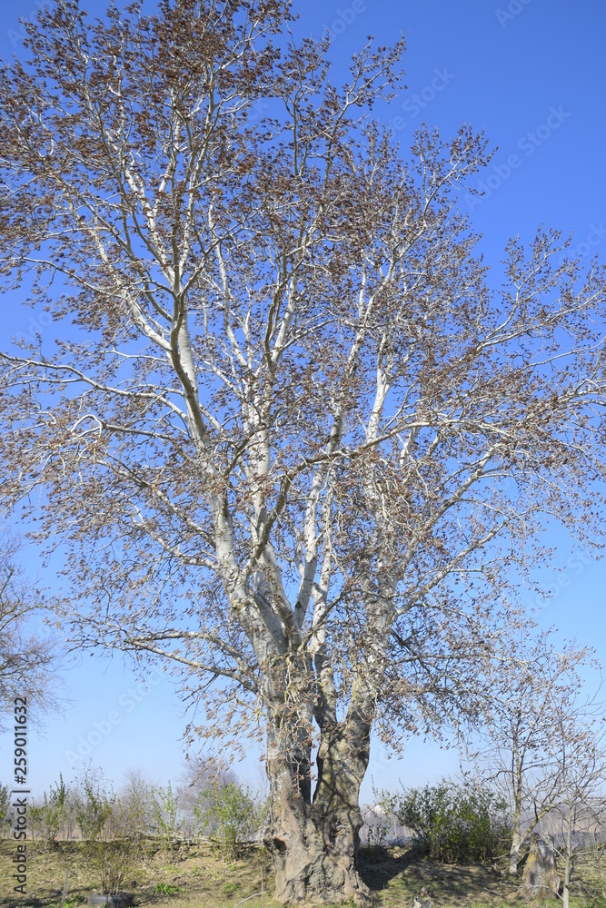 Earrings flowering silver poplar. Flowering poplar