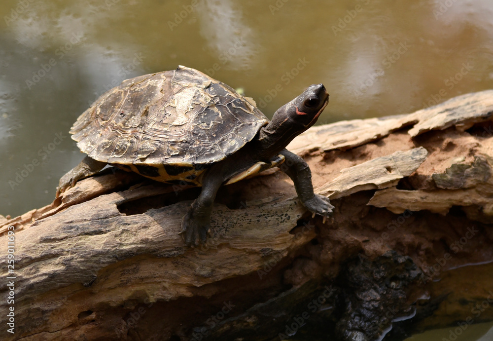 Obraz premium Assam Roofed Turtle also known as Sylhet Roofed Turtle bask in the sun