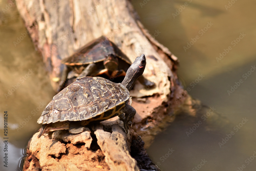 Fototapeta premium Assam Roofed Turtle also known as Sylhet Roofed Turtle bask in the sun