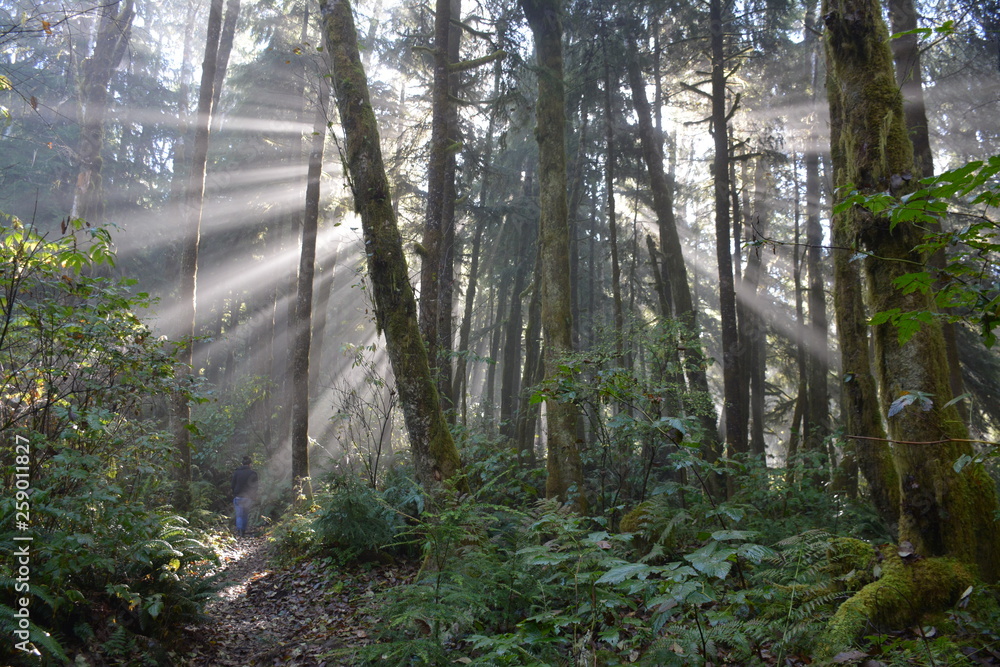 Fototapeta premium Forest Sunrise