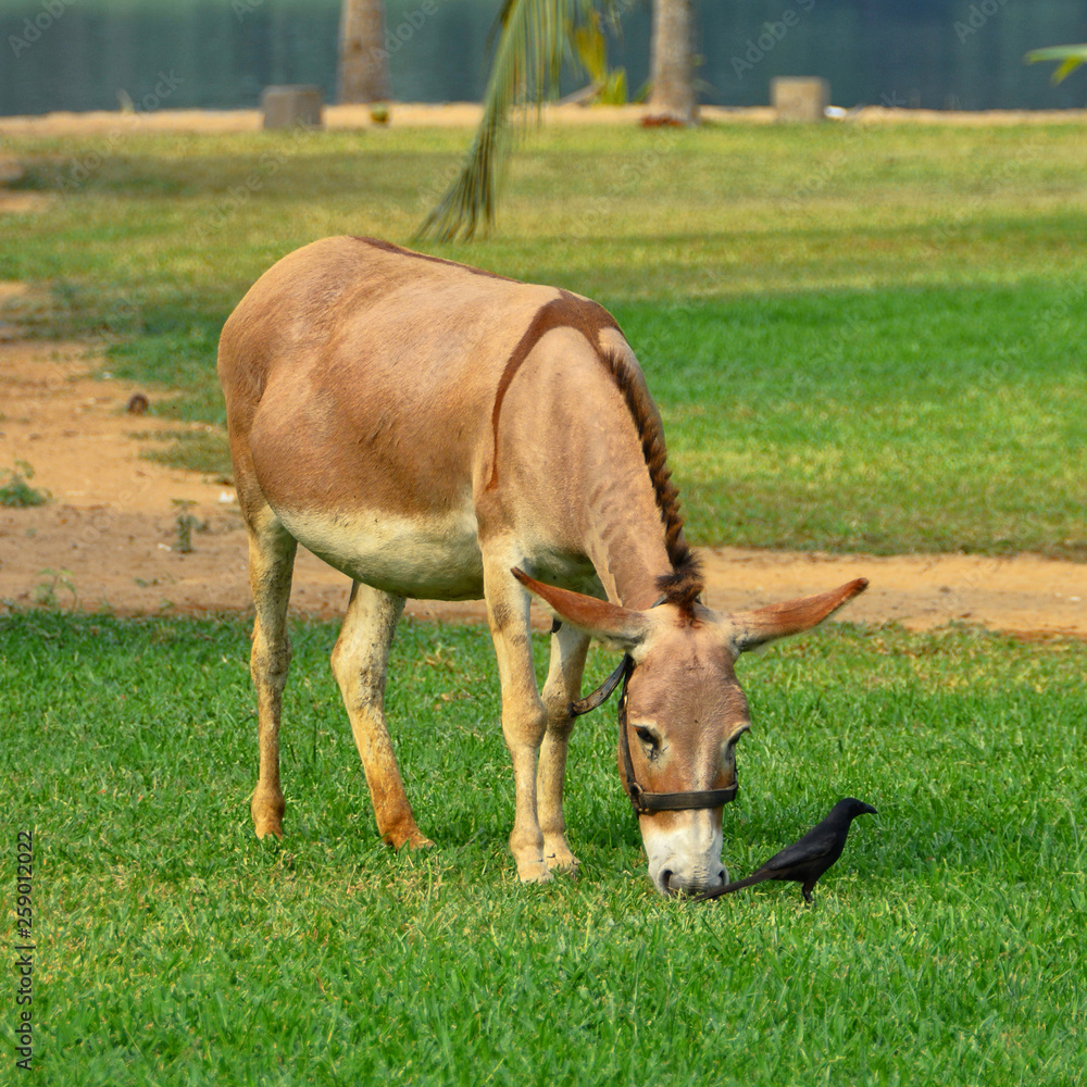 Cute donkey on a green lawn. Beautiful landscape Cute donkey on a green lawn. Beautiful landscape