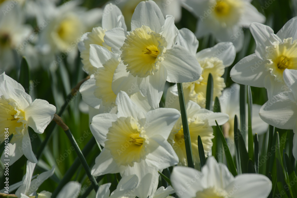 Narzissen - Narcissus Narzissen - Narcissus