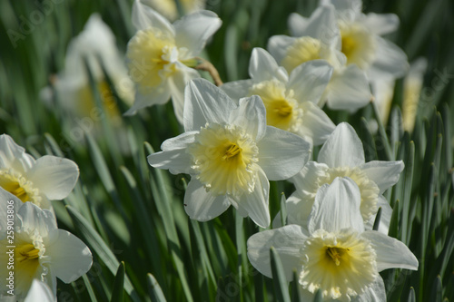 Narzissen - Narcissus