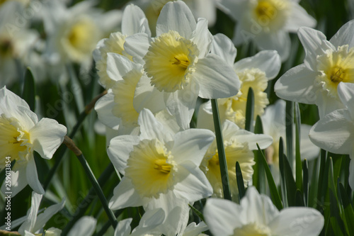 Narzissen - Narcissus