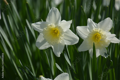 Narzissen - Narcissus