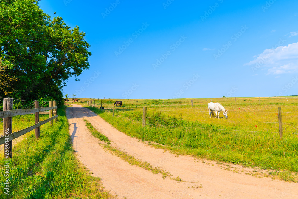 Fototapeta premium Rural road and white horse grazing on green meadow, Ruegen island, Baltic Sea, Germany