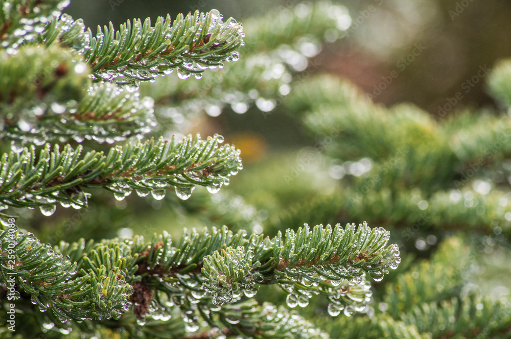 Closeup raindrops on green pine branches in Denali National Park. Closeup raindrops on green pine branches in Denali National Park.