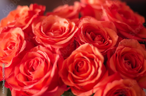 Bouquet of beautiful roses. Living coral - color of 2019. Selective focus © eltimofeeva