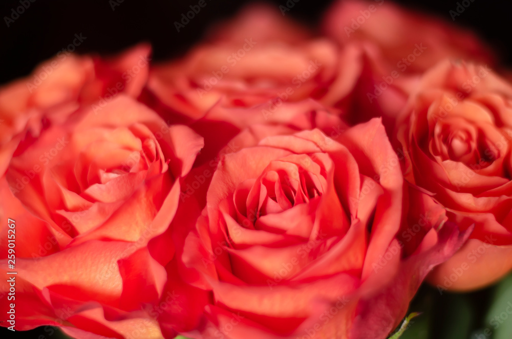 Fototapeta premium Bouquet of beautiful roses. Living coral - color of 2019. Selective focus