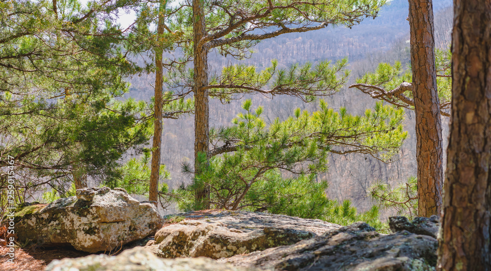 Pine Tree in Whitaker Point Trailhead National Forest, Kings River Township, AR Pine Tree in Whitaker Point Trailhead National Forest, Kings River Township, AR