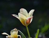 Tulipe bicolore