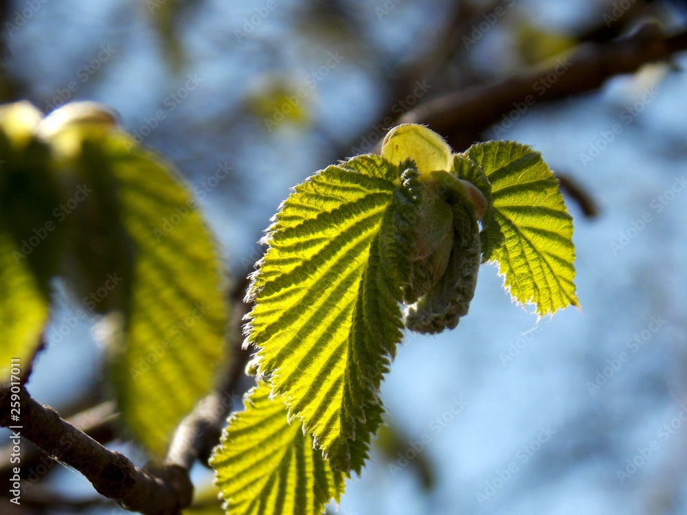 Fototapeta premium green spring leaves