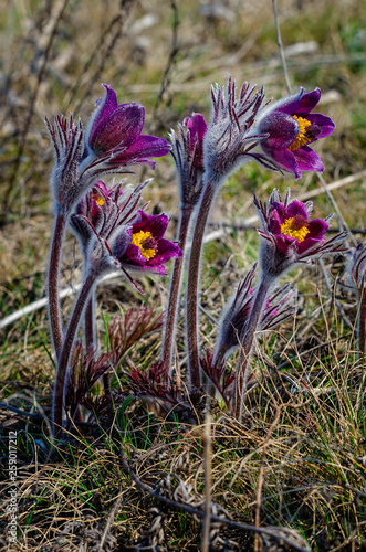 The first spring flowers. Pulsatilla patens.
