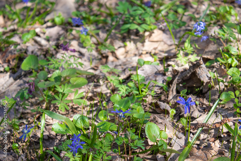 Snowdrops in the forest. Blue snowdrops in spring near the dry leaves.