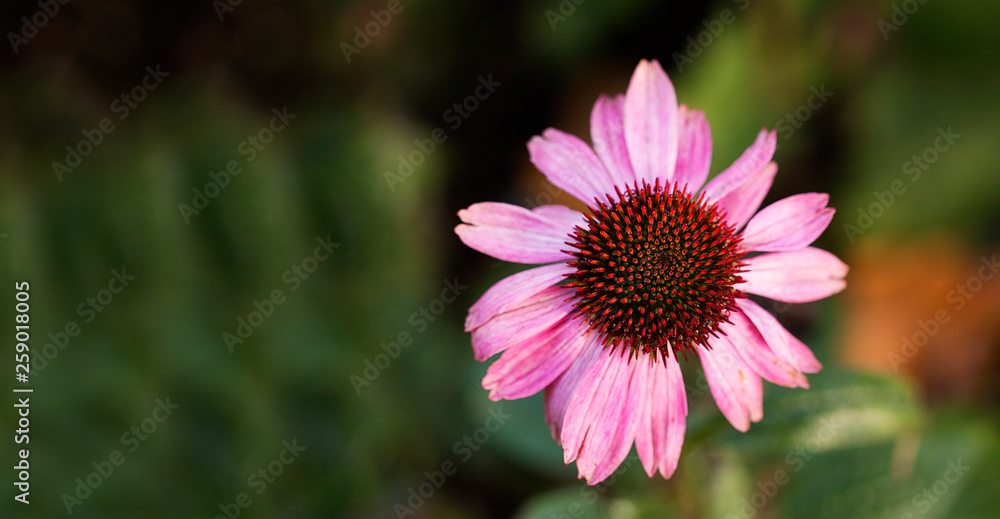 Obraz premium pink flower