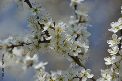 Spierstrauch - Spiraea