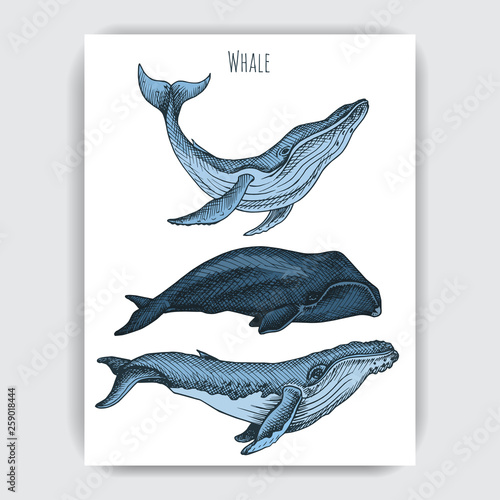Card with whale. Colorful vector illustration with wildlifr animals.