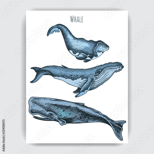 Card with whale. Colorful vector illustration with wildlifr animals.