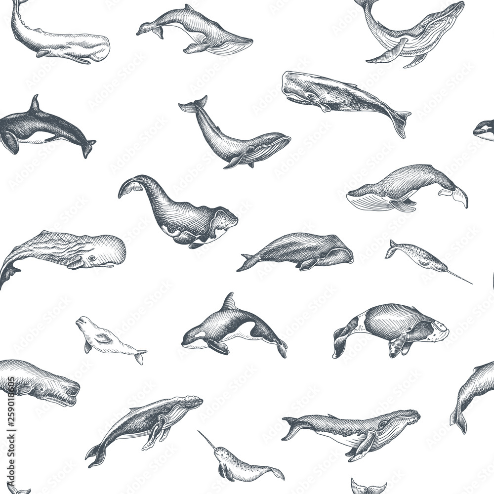 Fototapeta premium Pattern with whale. Hand drawn vector illustration with wildlife animals.