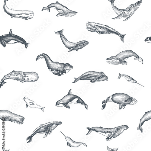 Pattern with whale. Hand drawn vector illustration with wildlife animals.