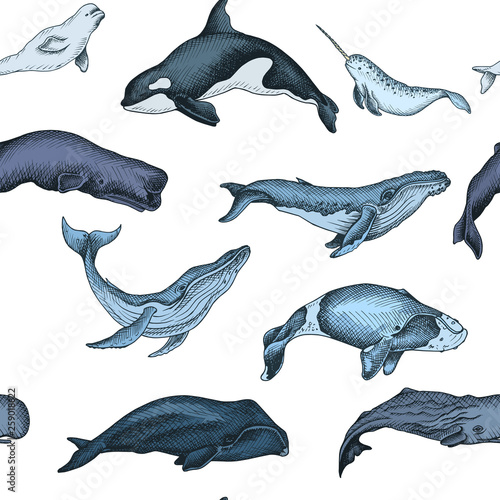 Pattern with whale. Hand drawn vector illustration with wildlife animals.