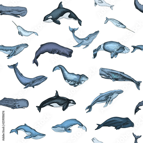 Pattern with whale. Hand drawn vector illustration with wildlife animals.