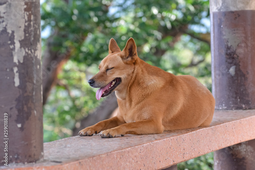 Big a stray dog lying on a bench in the Park