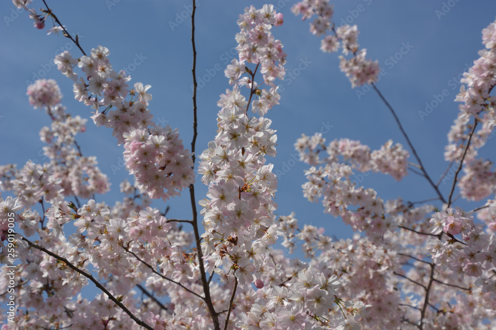 Zierkirsche - Japanische Blütenkirsche - Prunus serrulata Zierkirsche - Japanische Blütenkirsche - Prunus serrulata