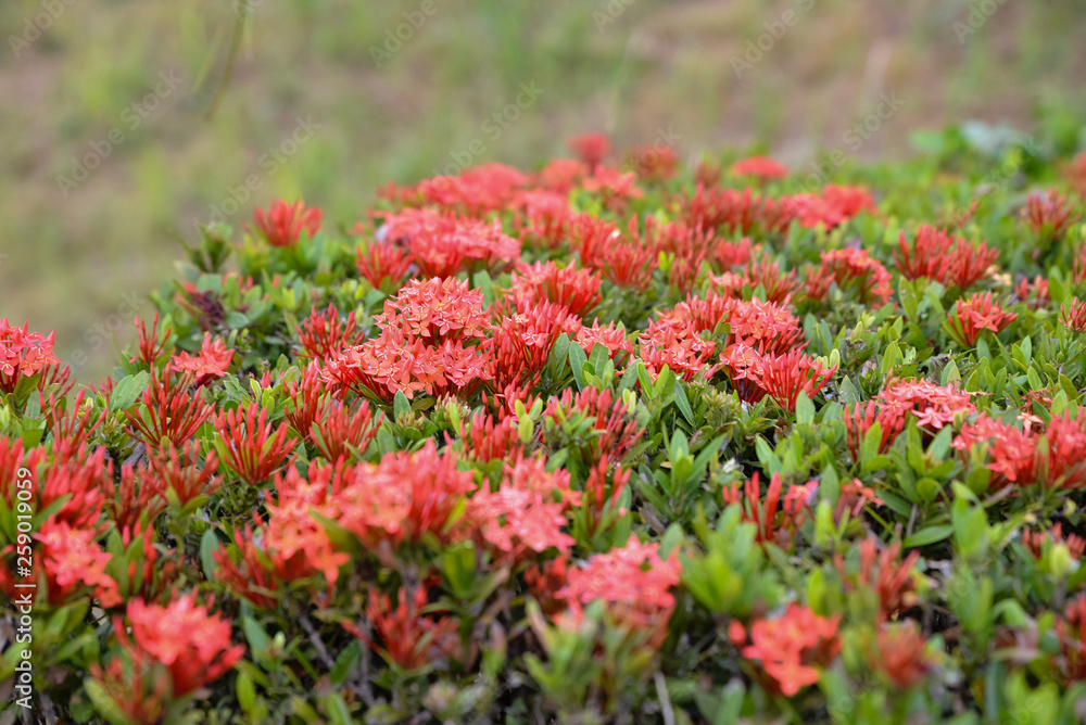 Tropical ornamental shrubs with small red flowers