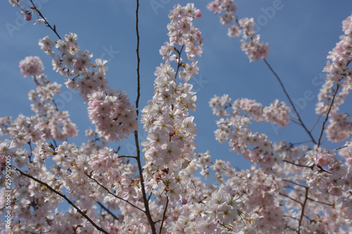 Zierkirsche - Japanische Blütenkirsche - Prunus serrulata