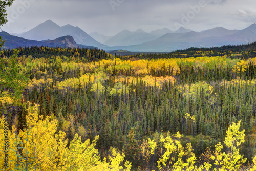 Scenic in Alaska of yellow Birch Trees and green pines under fog.