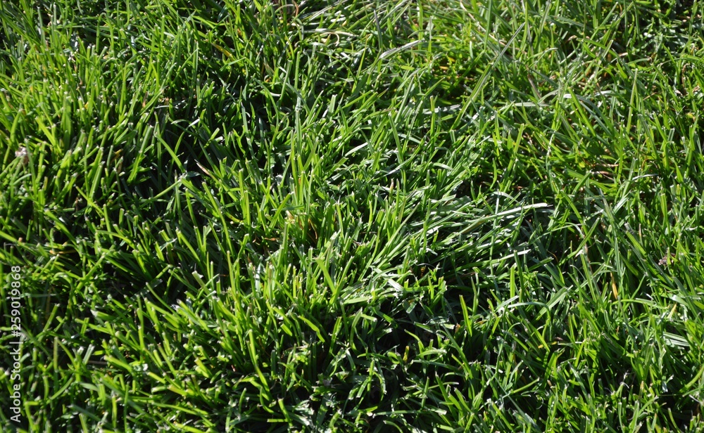 green grass background green grass background