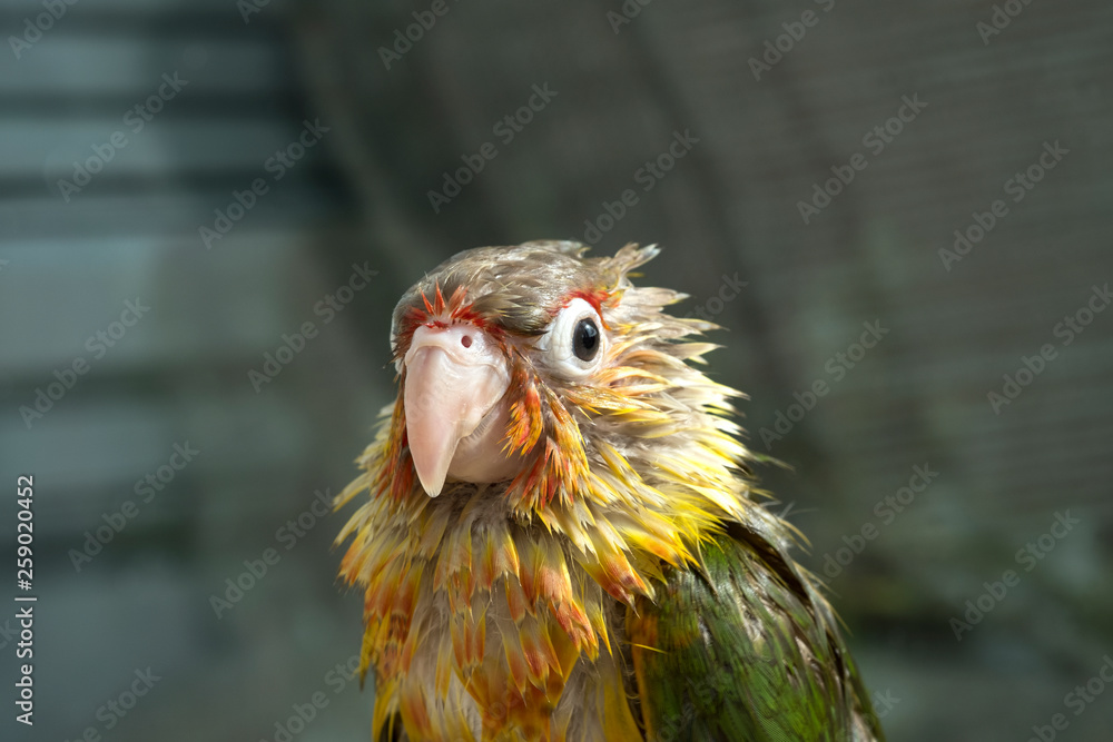 Small Conure pet parrot wet ruffled plumage