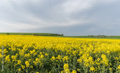 Field of yellow flowers under blue cloudy sky © Jaume