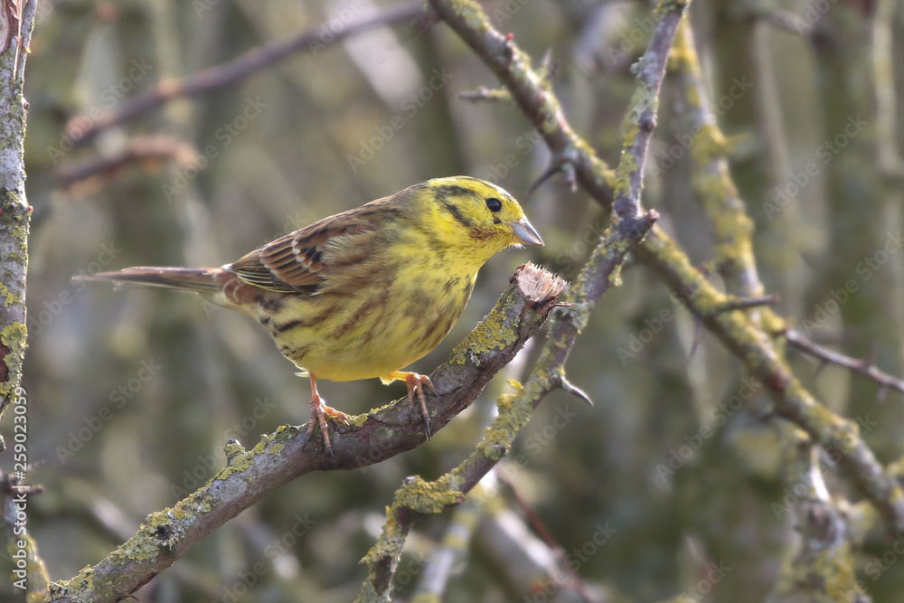 YellowHammer YellowHammer
