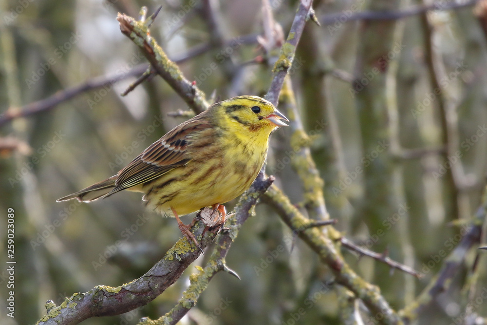 YellowHammer YellowHammer
