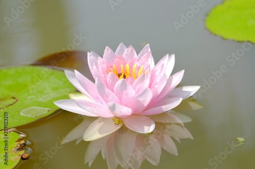 Sweet pink lotus flower blossom in a pond with green leaves and water view background 
