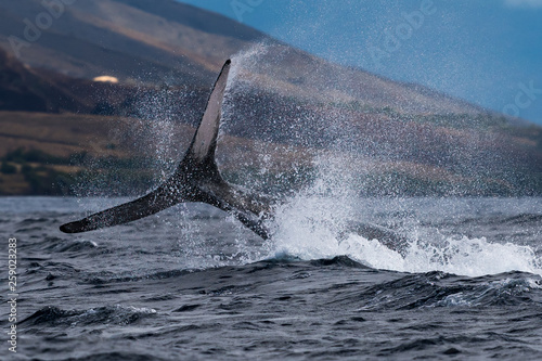 Humpback whale peduncle throw.