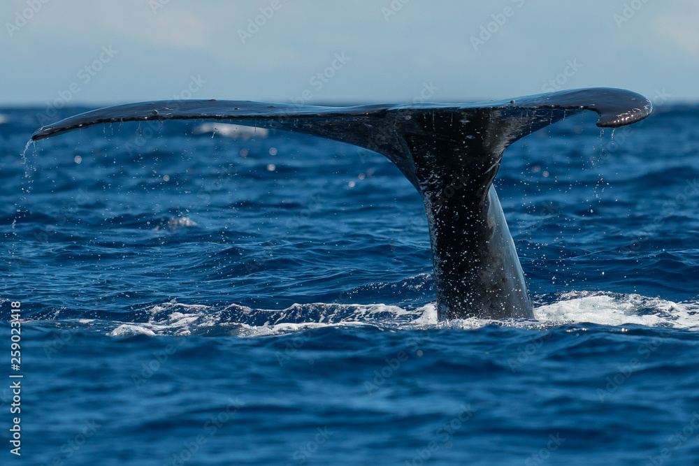 Obraz premium Humpback whale tail fluke.